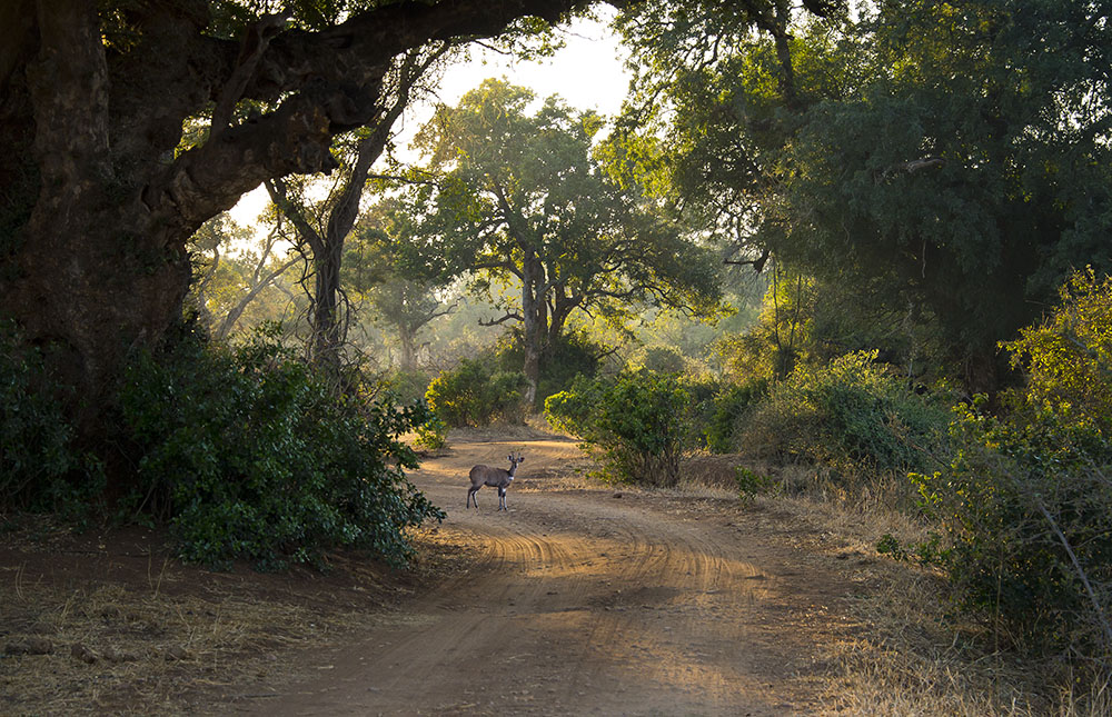 Shingwedzi August’25
