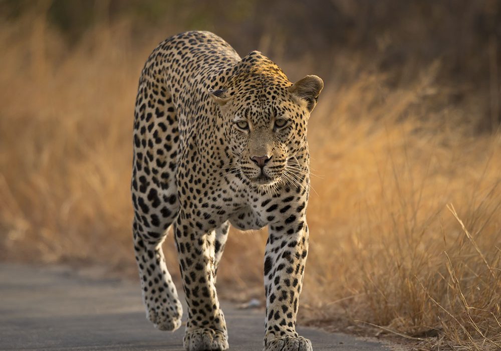 Satara – Skukuza Aug’25