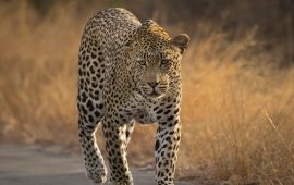 Satara – Skukuza Aug’25