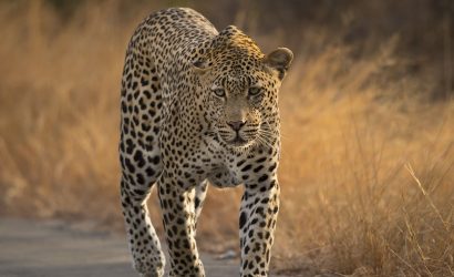 Satara – Skukuza Aug’25