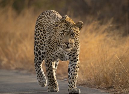 Satara – Skukuza Aug’25